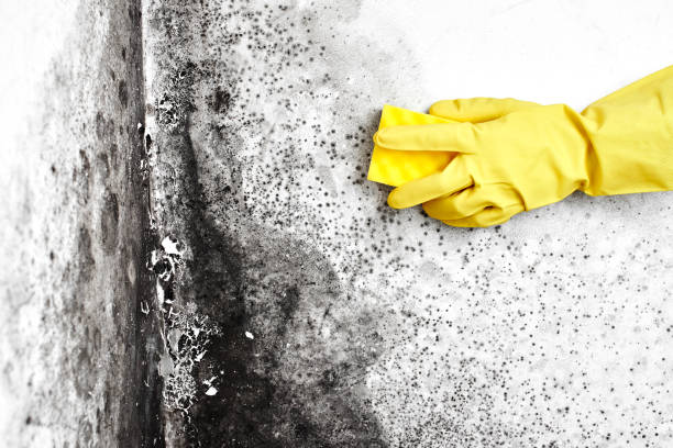 Best Black Mold Removal  in Wildwood, TN