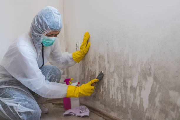 Best Residential Mold Removal  in Wildwood, TN