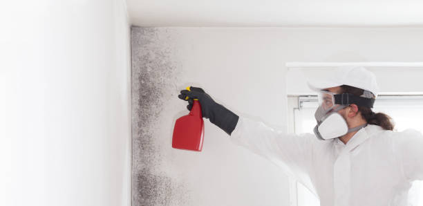 Best Mold Removal Company Near Me  in Wildwood, TN