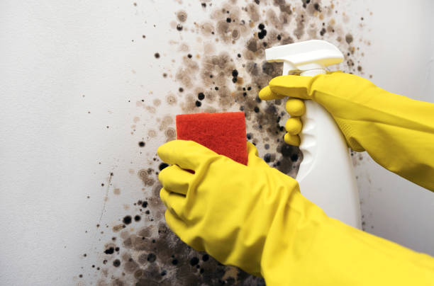 Best Same-Day Mold Removal  in Wildwood, TN