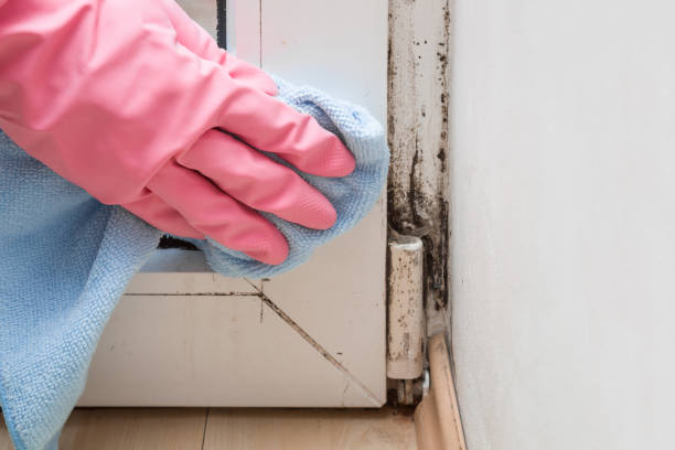 Home Mold Removal in Wildwood, TN